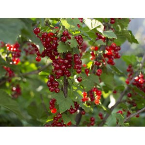 Ríbezľa červená (Ribes rubrum) ´JONKHEER VAN TETS´ - výška 40-60 cm, kont. C10L/C15L, neskorá - KRÍKOVÁ
